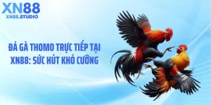 Đá Gà Thomo Trực Tiếp Tại XN88: Sức Hút Khó Cưỡng