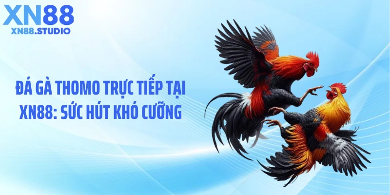 Đá Gà Thomo Trực Tiếp Tại XN88: Sức Hút Khó Cưỡng