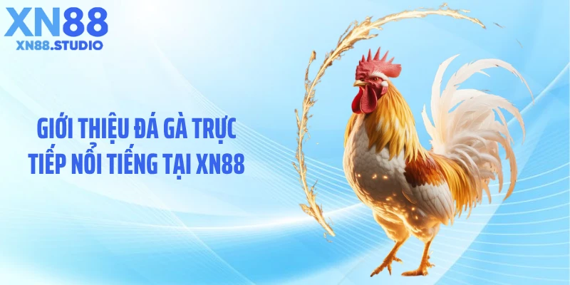 Giới thiệu đá gà trực tiếp nổi tiếng tại XN88