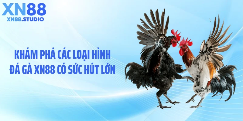 Khám phá các loại hình đá gà XN88 có sức hút lớn