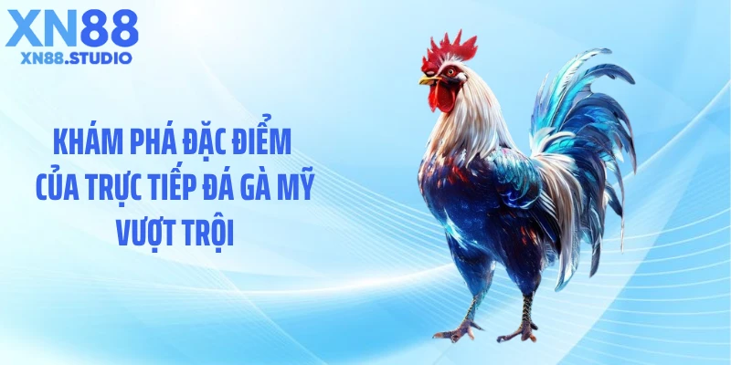 Khám phá đặc điểm của trực tiếp đá gà Mỹ vượt trội