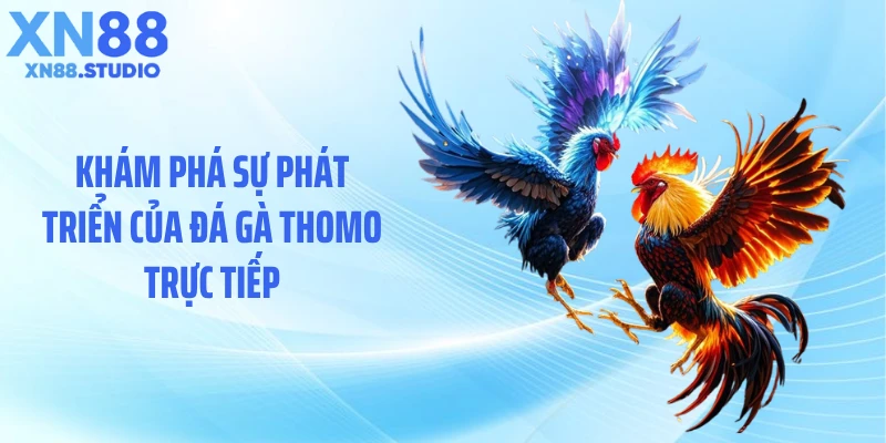 Khám phá sự phát triển của đá gà Thomo trực tiếp
