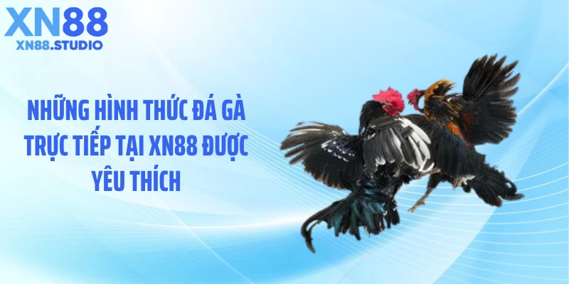 Những hình thức đá gà trực tiếp tại XN88 được yêu thích