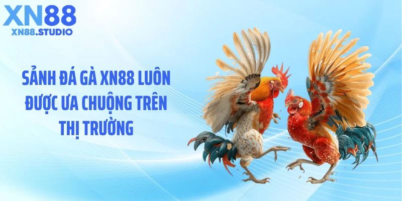 Sảnh đá gà XN88 luôn được ưa chuộng trên thị trường