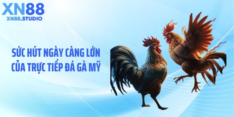Sức hút ngày càng lớn của trực tiếp đá gà Mỹ