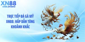 Trực Tiếp Đá Gà Mỹ XN88: Hấp Dẫn Từng Khoảnh Khắc