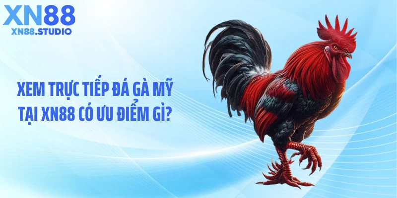 Xem trực tiếp đá gà Mỹ tại XN88 có ưu điểm gì?